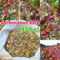 2000+ Easy-Grow Wildflower Seeds – Ideal for Natural Landscaping & Outdoor BeautyAttracting Bees, Birds & Butterflies 24 Va...