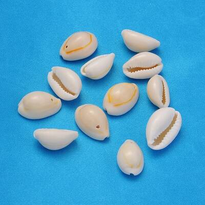 Natural Cowrie Shell Beads