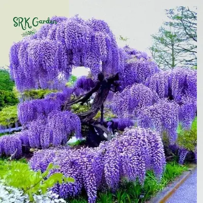 Wisteria Live Tree Seeds for Planting (10 seeds)