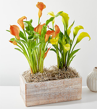 Double Calla Lily Plant - FedEx