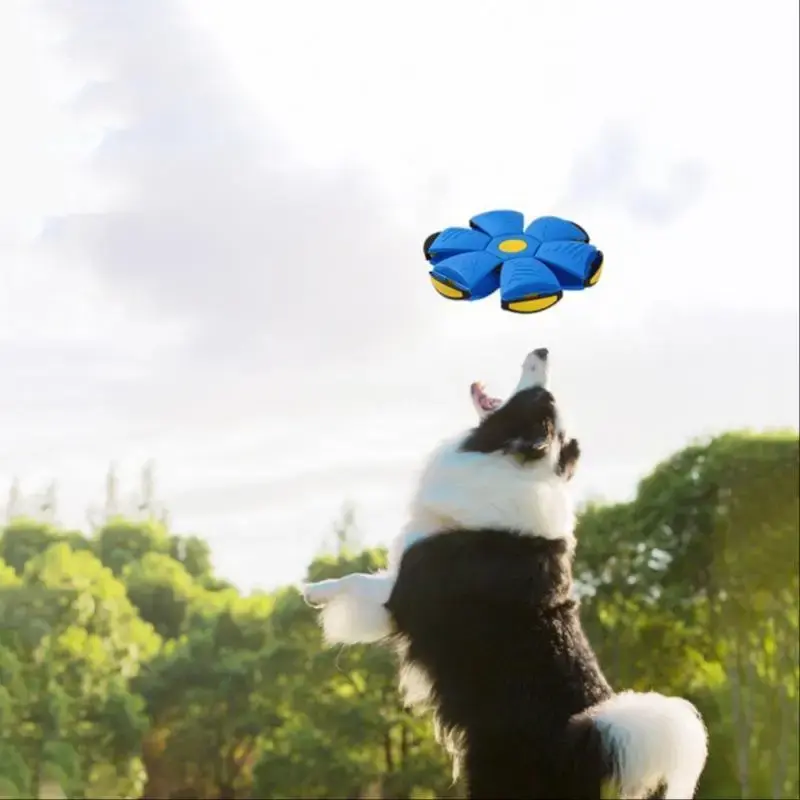 Flying Disc Dog Toy, 1 Count Flying Disc Dog Interactive Toys, Outdoor Training Pet Toys, Sports Ball Toys Interactive Toy