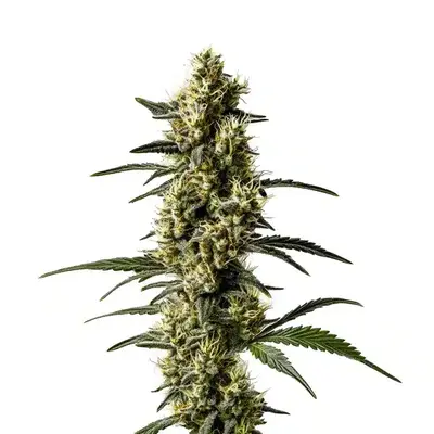 Jack Herer CBD (1:1) - Seeds Pack: 6-seeds