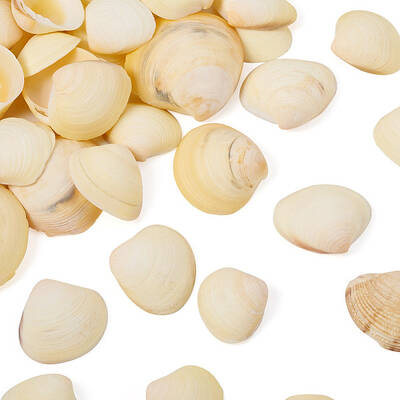 Natural Shell