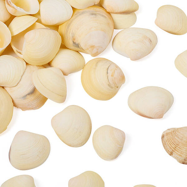 Natural Shell