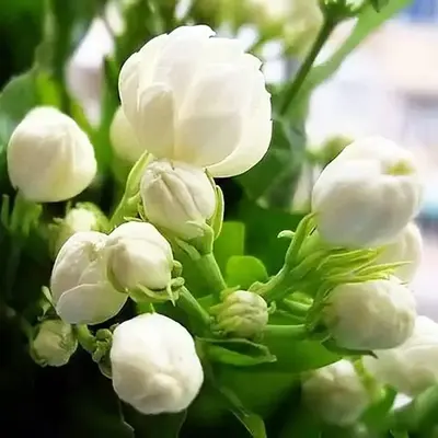 30pcs Jasmine Flower Seeds  Jasmine Flower Seeds Fragrant Plant for Planting Garden Home Four Seasons Evergreen Silver Jasmin...
