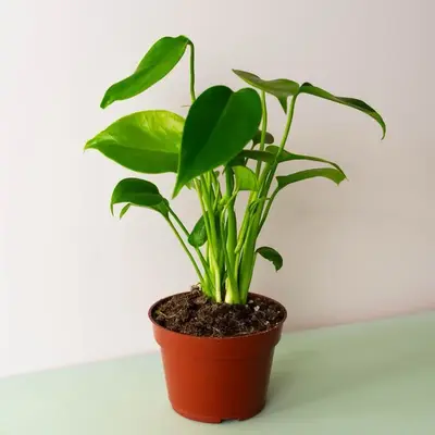 Monstera Deliciosa Starter Plant - 4 Inch Pot