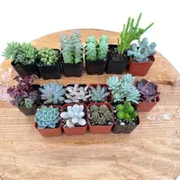 16-Pack of Assorted 2-Inch Succulents – Live Indoor Plants for Home Decor in 2” Pots