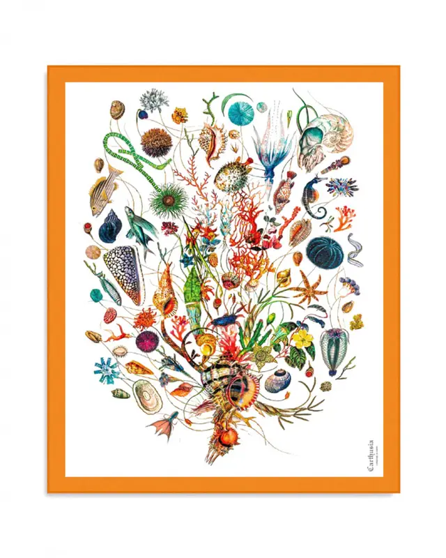 Carthusia A'mmare Cotton Pareo White Background Orange Border