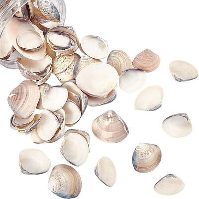 Clam Shell Beads