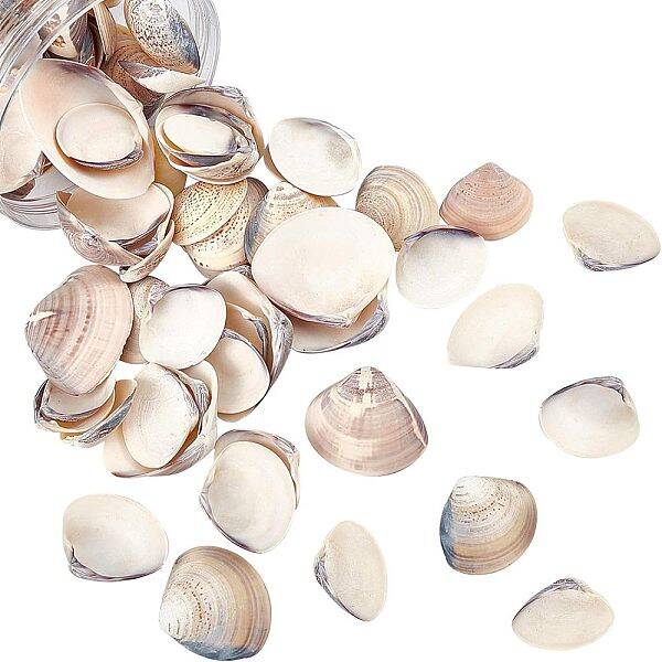 Clam Shell Beads