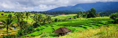 Beautiful Bali: A Scenic Jatiluwih Rice Terraces Walk