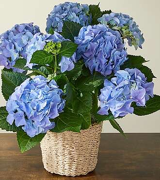 Beyond Blue Hydrangea - FedEx
