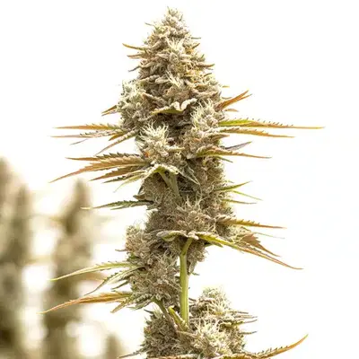 Kosher Kush x Tangie Regular - Seeds Pack: 9-seeds