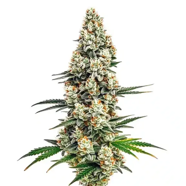 Stardawg - Seeds Pack: 1-seed