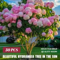 Blue, pink and purple hydrangea seeds - tricolor perennial flowers for colorful blooms in the garden - hardy plant seeds for ...