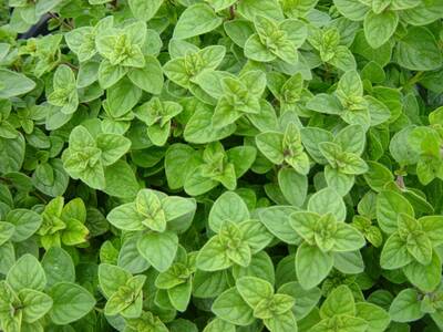 Patchouli Pure Essential Oil - 17mL & 60mL sizes | Fair Trade + Ethically Sourced | Size: 17mL