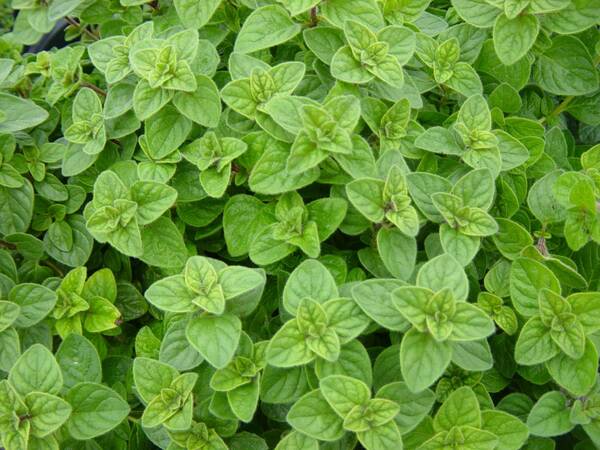 Patchouli Pure Essential Oil - 17mL & 60mL sizes | Fair Trade + Ethically Sourced | Size: 17mL
