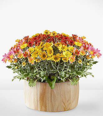 Autumn Garden - FedEx