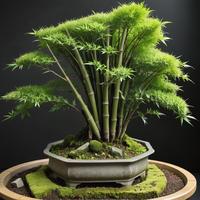 Abby's Bamboo Willow Bonsai Forest - 5pcs Willow Bonsai