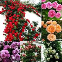 300Pcs  Mixed-color Climbing Rose Rosa Bush Vine Climber Fragrant Butterfly Flower Seeds