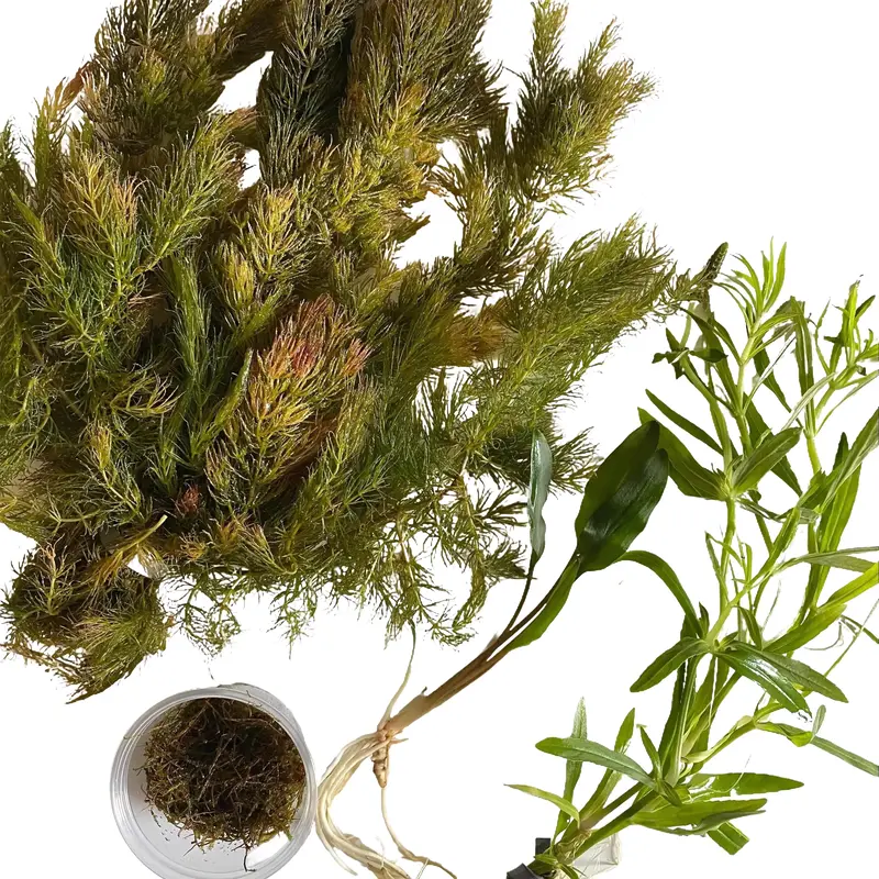 Shrimp Aquarium Plant Bundle, Hornwort, Crypt, Java Moss, & Stellatus - Easy beginner live plants with high surface area for ...