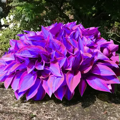 800 Pcs Hosta Seeds – Gorgeous Rare Blue and Purple Varieties for Lasting Garden Beauty
