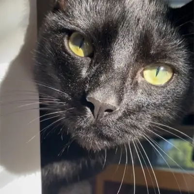 Intuitively Chosen by Lucifer or Jupiter Set of Crystals