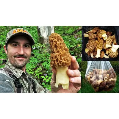 Morel Mushroom Spores in Sawdust Bag Jumbo Grow Kit Makes 25 gal mushroom growkit