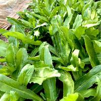 1000 Culantro Seeds for Planting - Ngo Gai - Mexican Coriander Seeds - Recao Seeds - Tropical Perennial Herb Seeds Easy to Gr...