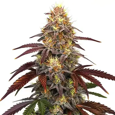 Red Devil Auto - Seeds Pack: 6-seeds