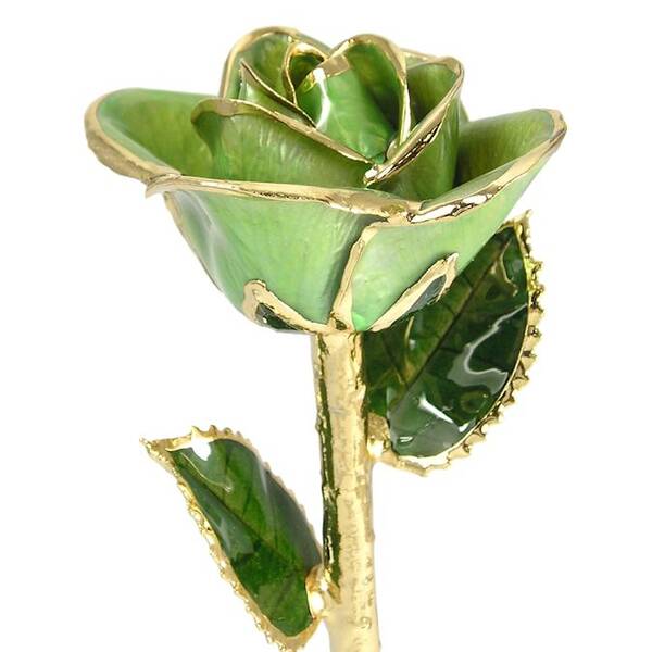 24k Gold Trimmed Rose: 11 Light Green Rose