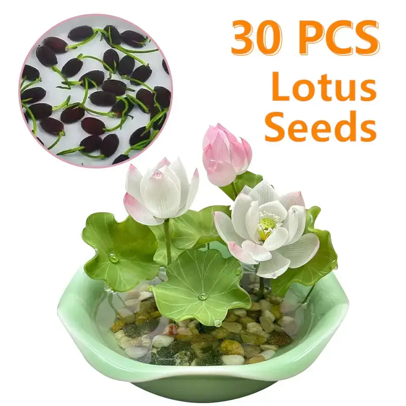 【Buy 20 get 10 Free】30 lotus seeds Potted lotus seeds, water lilies, open pond aquatic plant species, non-GMO home garden...