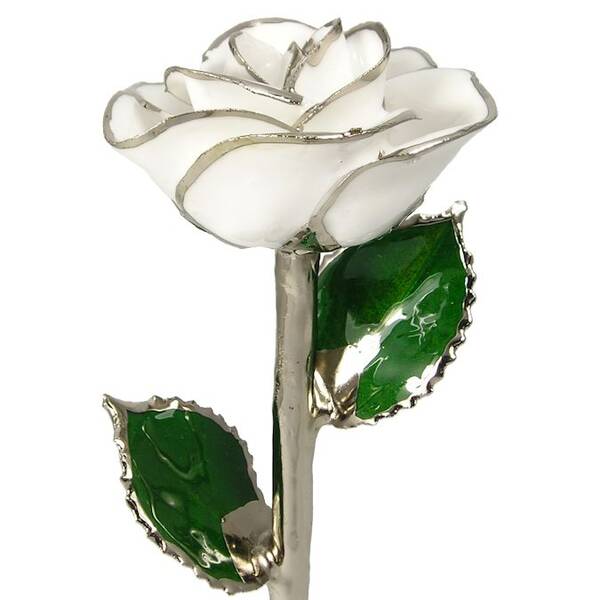 Silver Trimmed Rose: 11 White Rose