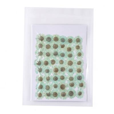 Centaurea Iberica Embossing Dried Flower