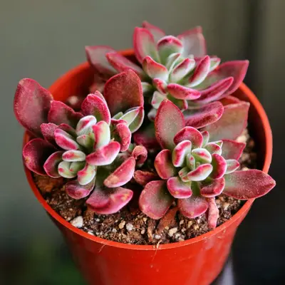Echeveria Ruby Slippers Red Succulent 2\