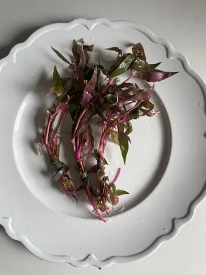 Scarlet Temple Plant (Alternanthera reineckii) Bunches- Add a pop of color to your aquarium!