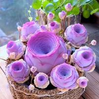 1000 PCS Mountain rose Seeds succulent peach rose succulent plant mountain Purple wine glass rose seeds indoor potted tableto...