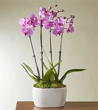 Pink Orchid Garden - FedEx