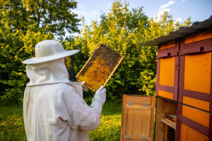 Beekeeping: An Introduction