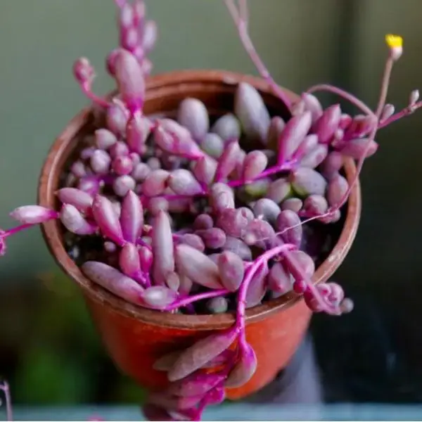 String of Rubies Othonna Capensis Ruby Necklace Trailing Succulent Hanging Plant in 2 4 6 Pot