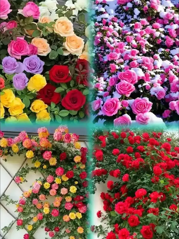 200 Pcs Climbing Rose Seeds Mixed Colors Non-GMO Perennial Garden Flowers for Vertical Landscaping & Outdoor Beauty