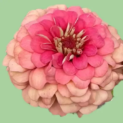 Zinnia Oklahoma 'Salmon' seeds