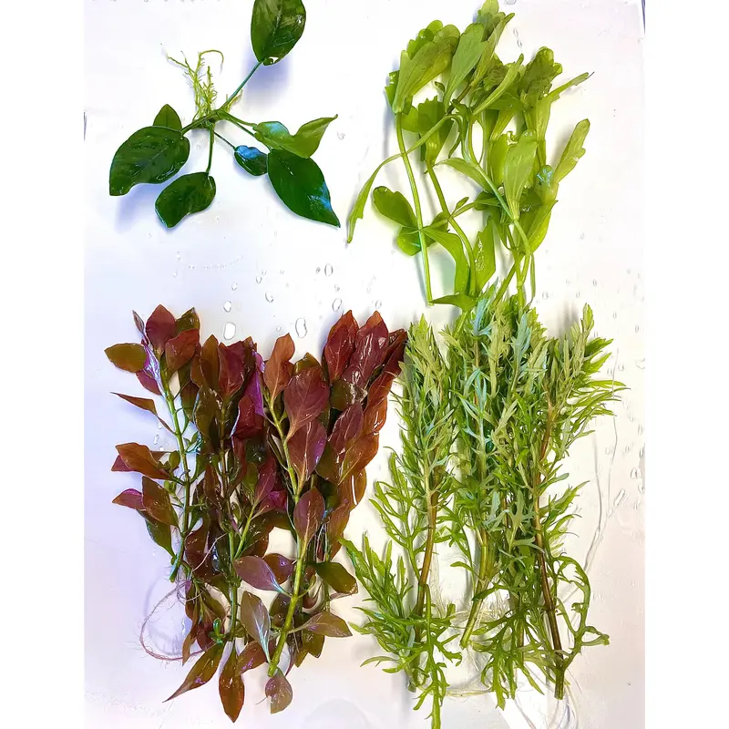 Betta Tank Plant Pack!