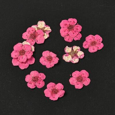 Narcissus Embossing Dried Flowers