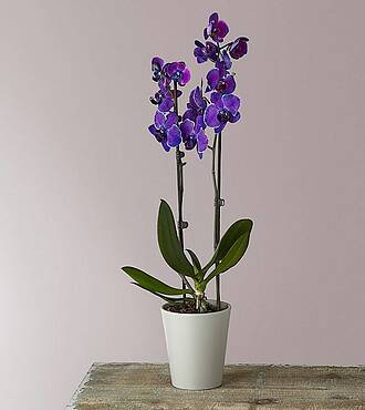Masterful Watercolor Orchids - FedEx