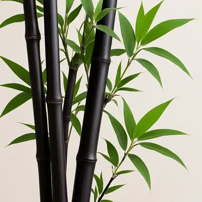 Rare Black Bamboo Seeds for Planting - 50+ Seeds - Grow Black Bamboo, Privacy Screen, Good for Environment - Ships from Iowa