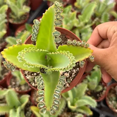 4β mother of thousands plant