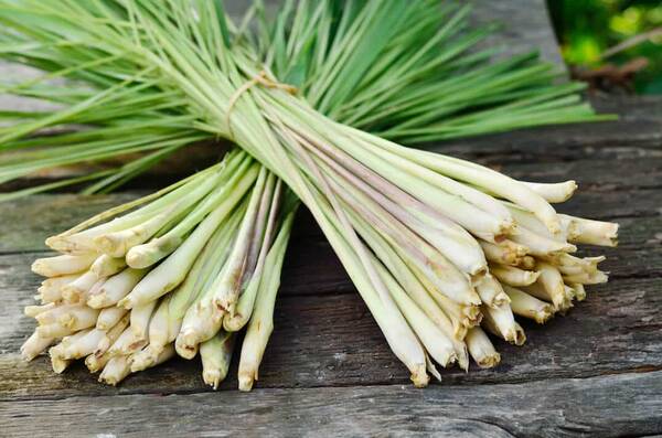 Lemongrass Pure Essential Oil - 17mL & 60mL sizes | Fair Trade + Ethically Sourced | Size: 17mL