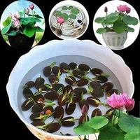 40+pcs Lotus Seeds Mixed Colors, Water Lily Flower Plant Seeds - Great Ornamental Courtyard Viable Aquatic Water Features See...