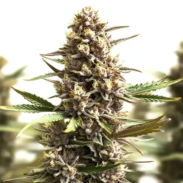 Sunset Sherbet Auto - Seeds Pack: 25-seeds